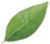 �t